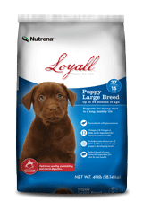 Loyall Large Breed Puppy